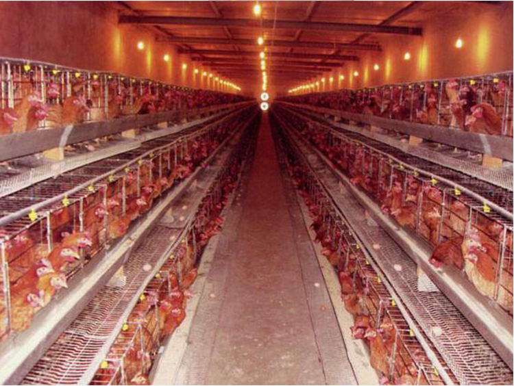 鸡场专用LED灯在鸡舍照明的设计和布置
