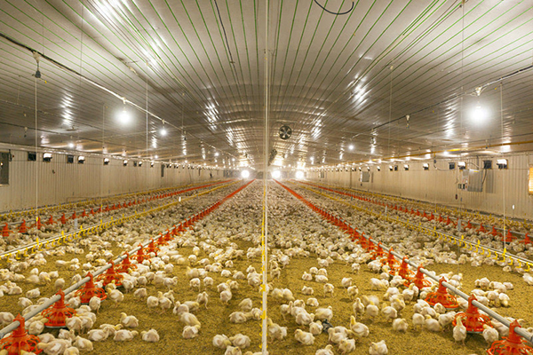 为什么鸡场要使用鸡场专用LED灯？