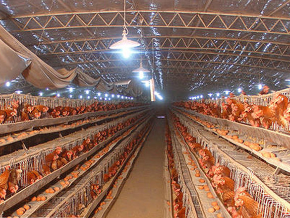 常用家禽养殖灯的安装要求